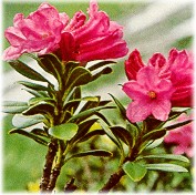rododendro 3.jpg (17811 byte)