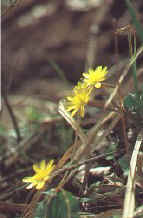 6KB-Ranunculus ficaria, foto M.Palma
