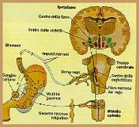 immagine del sistema limbico 